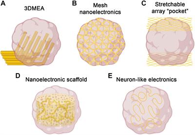 Electrophysiological Analysis of Brain Organoids: Current Approaches and Advancements